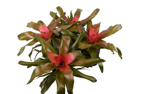 Neoregelia 'Bluzh'
