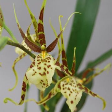 Brassia Eternal Wind 'Summer Dream'