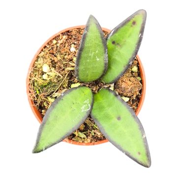 Hoya 'Rosita'
