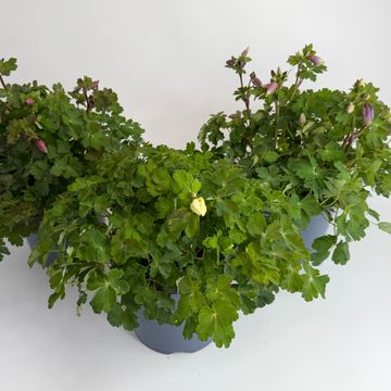 Aquilegia caerulea MIX