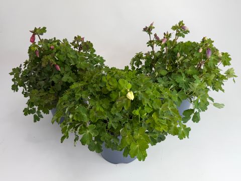 Aquilegia caerulea MIX