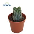 Crassula 'Buddha's Temple'