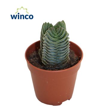 Crassula 'Buddha's Temple'