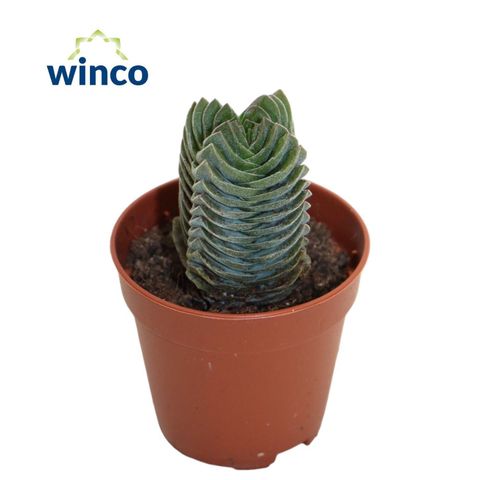 Crassula 'Buddha's Temple'