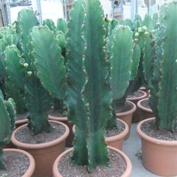 Euphorbia ingens