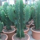 Euphorbia ingens