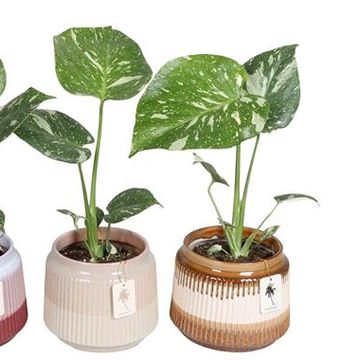 Monstera 'Thai Constellation'