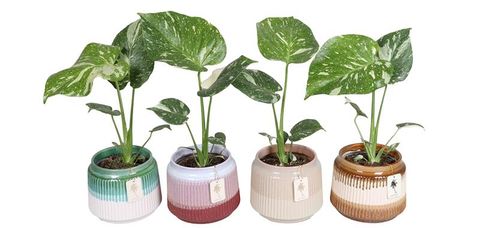 Monstera 'Thai Constellation'