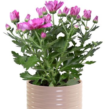 Plantes à fleurs MIX