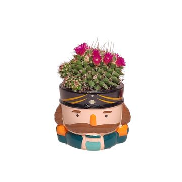 Cactus / Succulents MIX