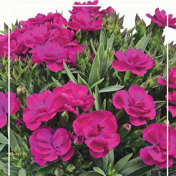 Dianthus caryophyllus 'Peman Violet'