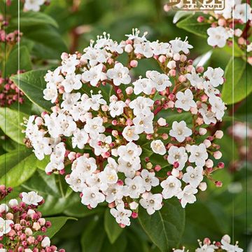 Viburnum tinus