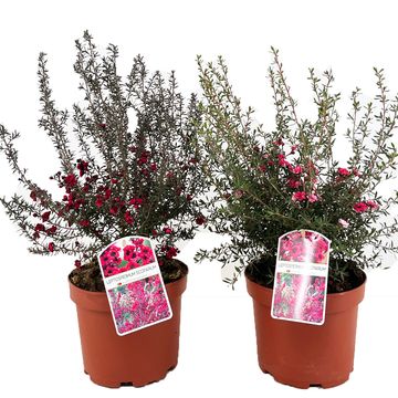 Leptospermum scoparium