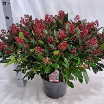 Skimmia japonica 'Rubella'