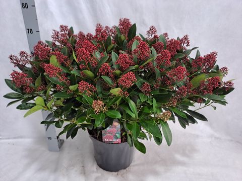Skimmia japonica 'Rubella'