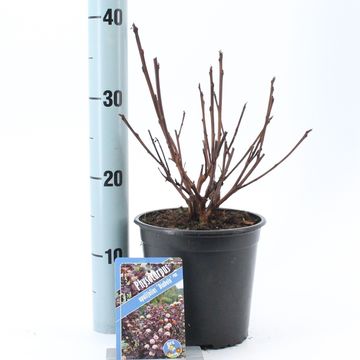 Physocarpus opulifolius 'Diabolo'