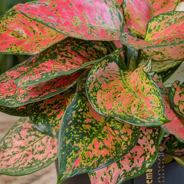 Aglaonema 'Crimson Love'