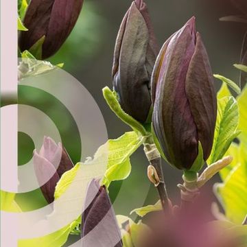 Magnolia 'Black Beauty'