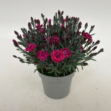 Dianthus DIANTICA PURPLE WEDDING