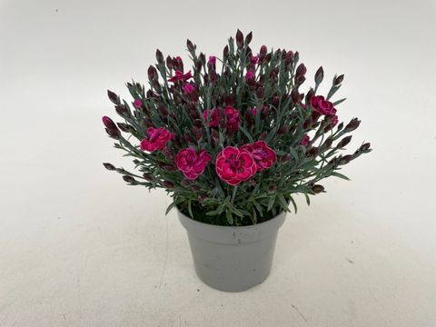 Dianthus DIANTICA PURPLE WEDDING