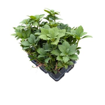 Pachysandra terminalis 'Green Carpet'