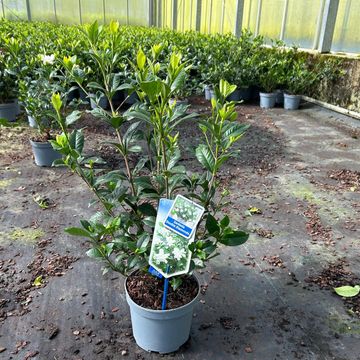 Gardenia jasminoides DOUBLE DIAMONDS