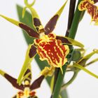 Brassia 'Mystic Maze'