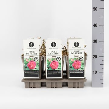 Rosa 'Rose de Resht'