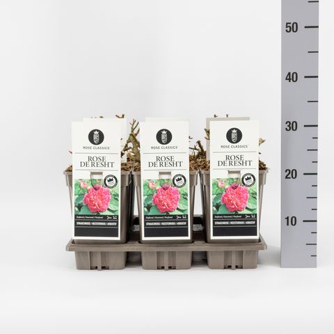 Rosa 'Rose de Resht'