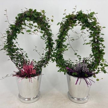 Muehlenbeckia complexa