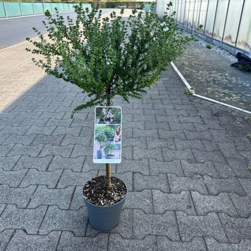 Prostanthera cuneata