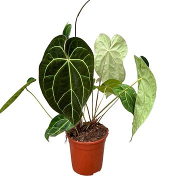 Anthurium magnificum x crystallinum