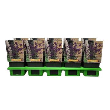 Aconitum henryi 'Spark's Variety'