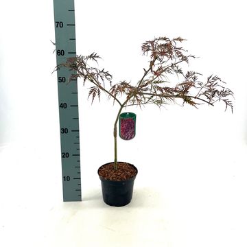 Acer palmatum 'Crimson Queen'