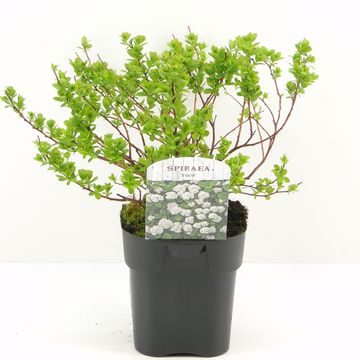 Spiraea betulifolia 'Tor'