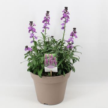 Erysimum linifolium SUPER BOWL MAUVE