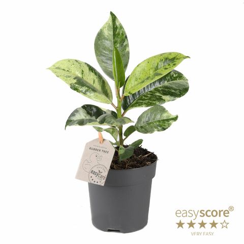 Ficus elastica 'Shivereana'