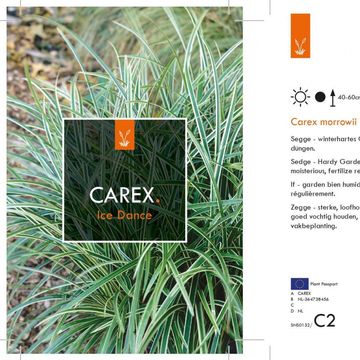 Carex morrowii 'Ice Dance'
