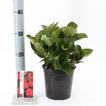 Hydrangea macrophylla 'Merveille Sanguinea'