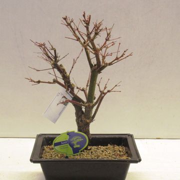 Acer palmatum 'Arakawa'