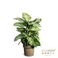 Dieffenbachia 'Mars'