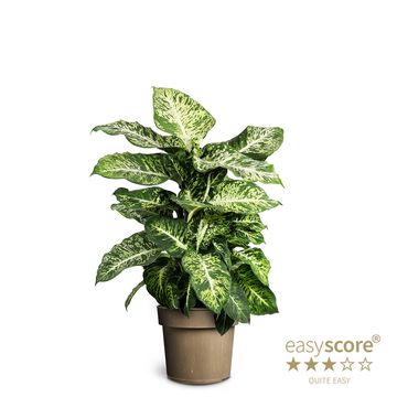 Dieffenbachia 'Mars'