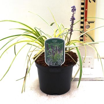 Liriope spicata 'Silvery Sunproof'