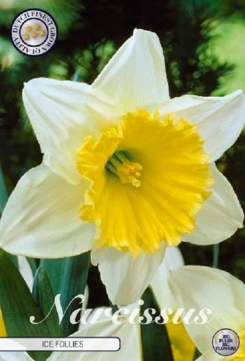Narcissus 'Ice Follies'