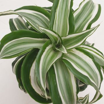 Dracaena fragrans 'Kanzi Curly'