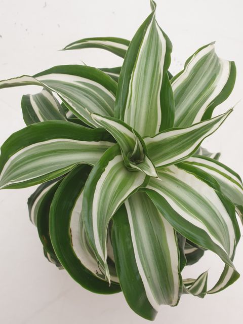 Dracaena fragrans 'Kanzi Curly'