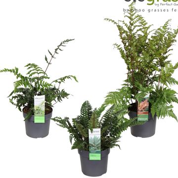 Ferns MIX