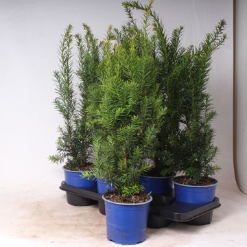 Taxus x media 'Hicksii'