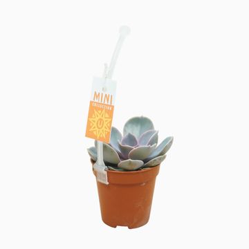 Echeveria 'Perle von Nürnberg'