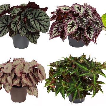 Begonia BELEAF MIX